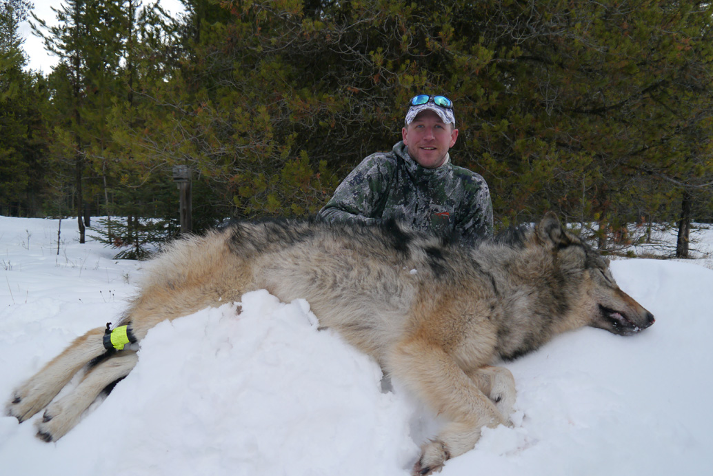 Guided Wolf Hunting Trips in Montana Linehan Outfitting
